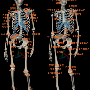 올바디마스터코스