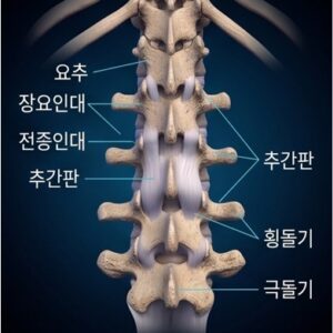 올바디프로-허리