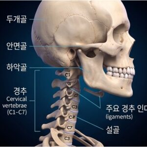 올바디프로-머리,얼굴,목