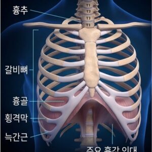 올바디프로-흉곽,흉추,호흡
