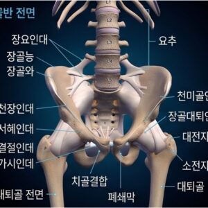 올바디프로-골반,고관절