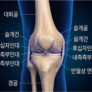 올바디프로-무릎